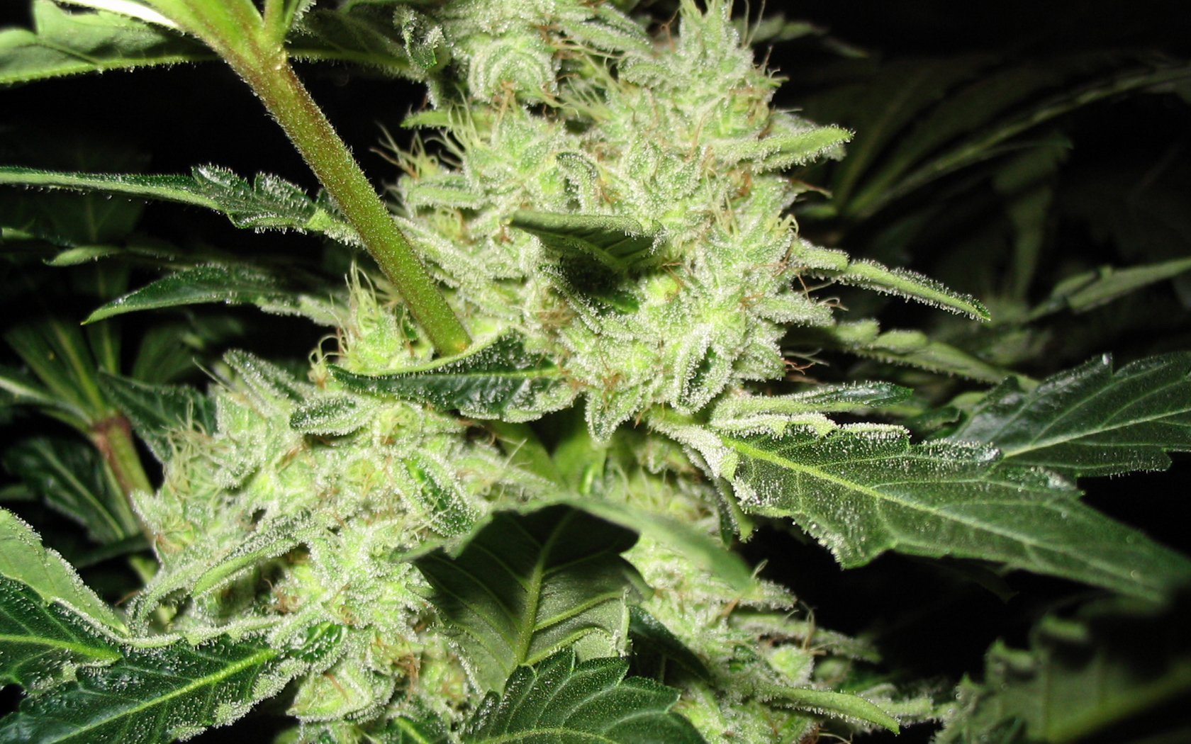 Close-up HD desktop wallpaper showcasing lush green ganja plant buds and leaves, highlighting the intricate natural details of the cannabis flower.