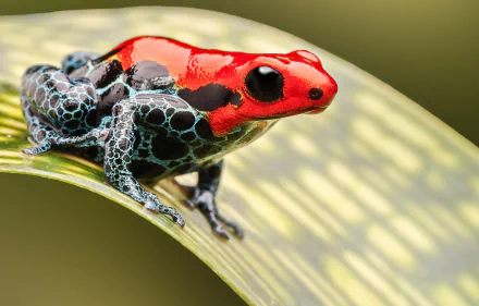 HD PC desktop wallpaper showing an animal — a red-and-black poison dart frog perched on a curved leaf against a soft green background.