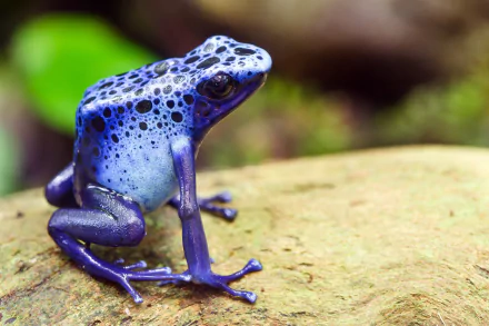Animal Poison dart frog HD Desktop Wallpaper | Background Image