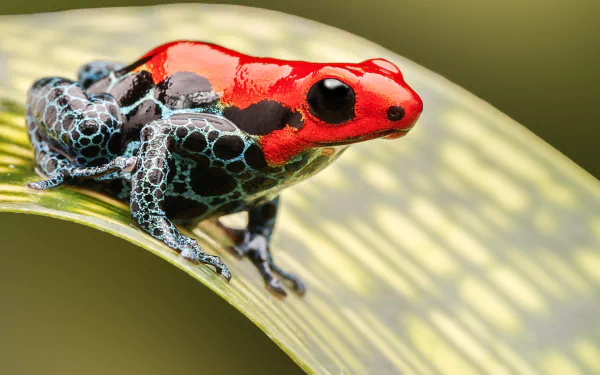 HD PC desktop wallpaper showing an animal — a red-and-black poison dart frog perched on a curved leaf against a soft green background.
