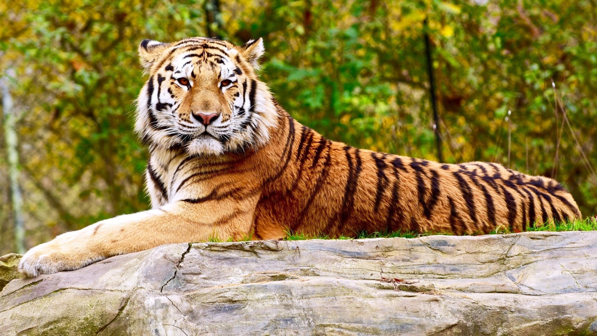 Download Animal Tiger HD Wallpaper by skeeze