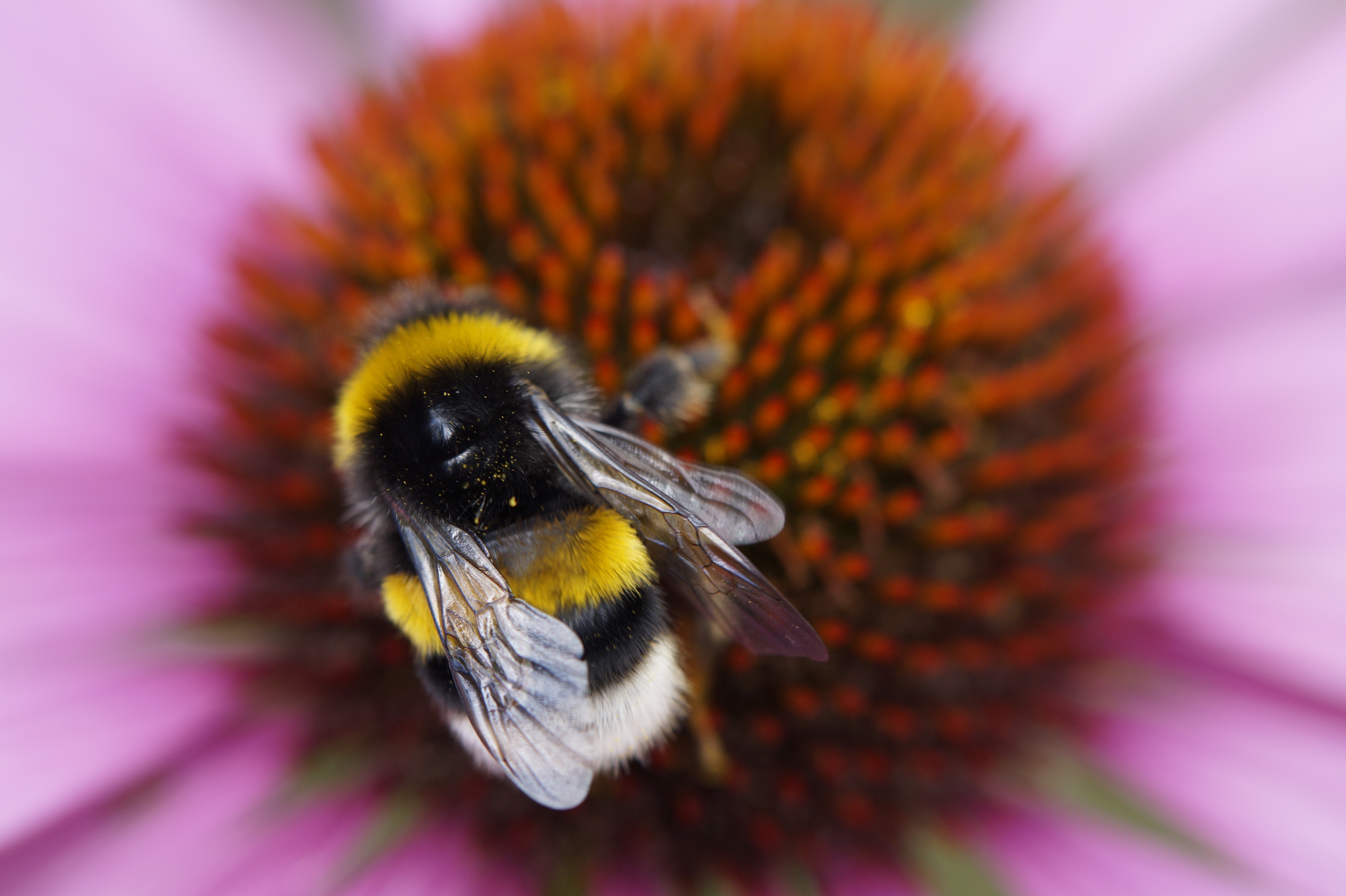 Animal Bee 4k Ultra HD Wallpaper