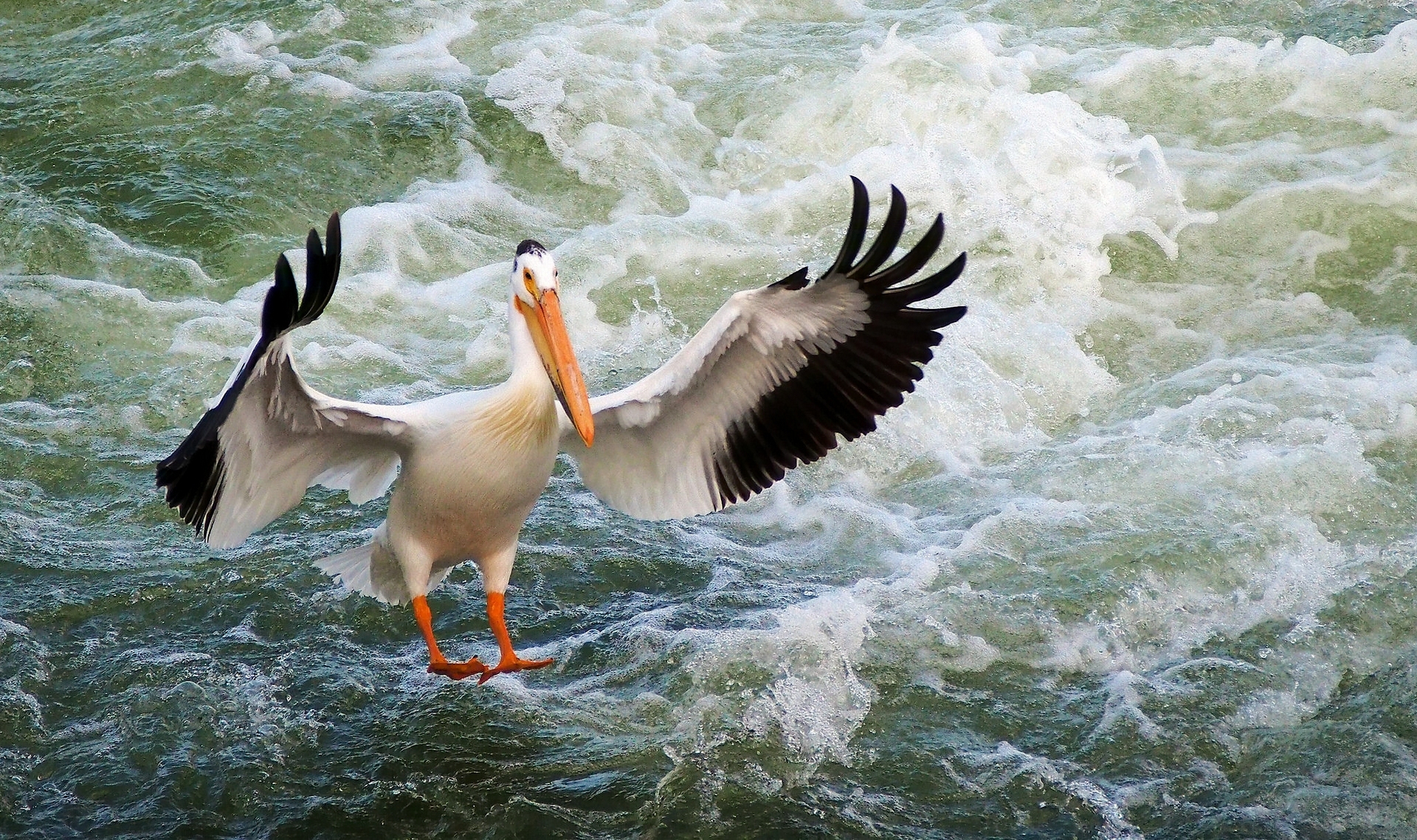 Animal Pelican HD Wallpaper | Background Image