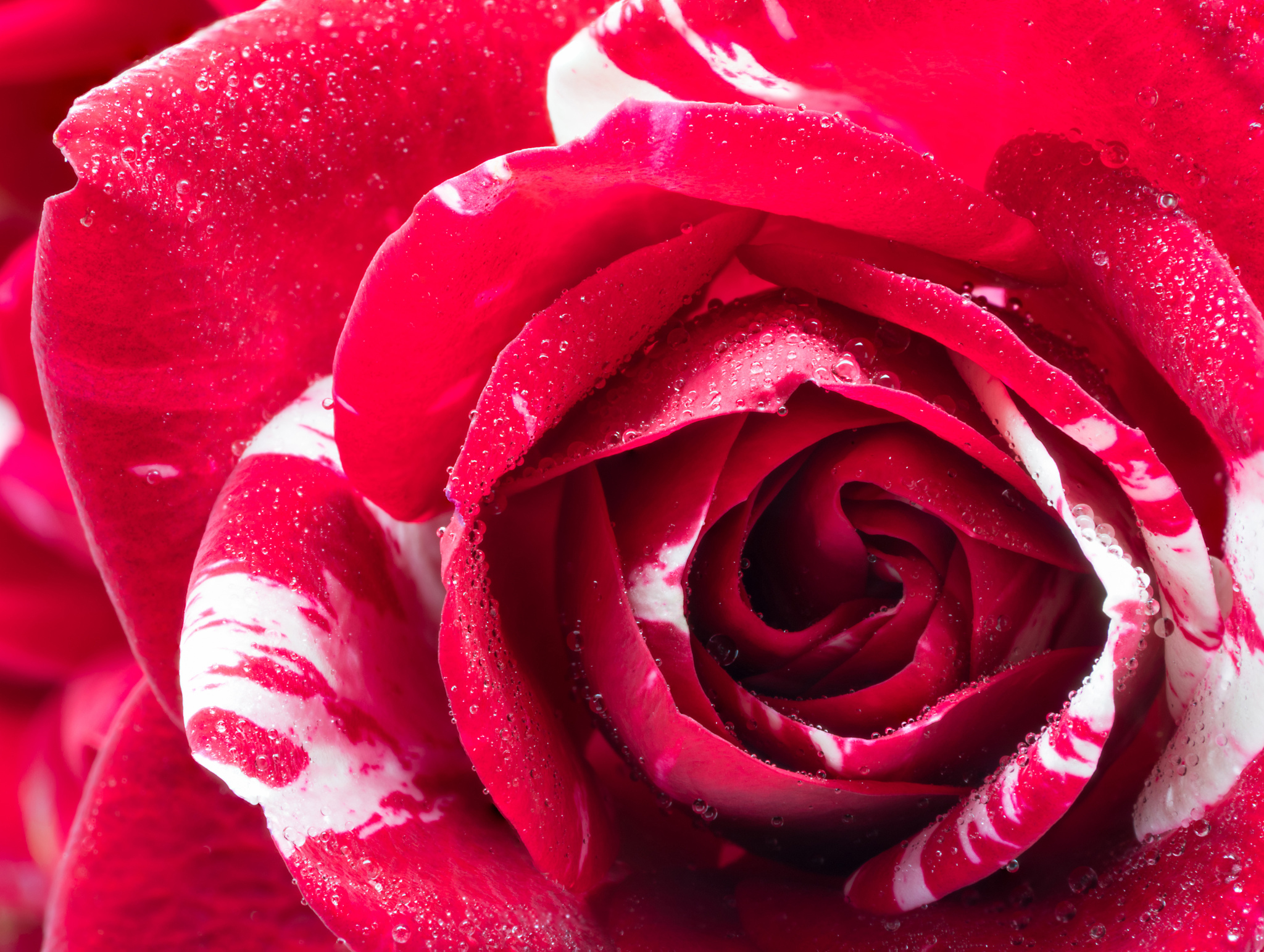 Rose HD Wallpaper | Background Image | 2048x1542