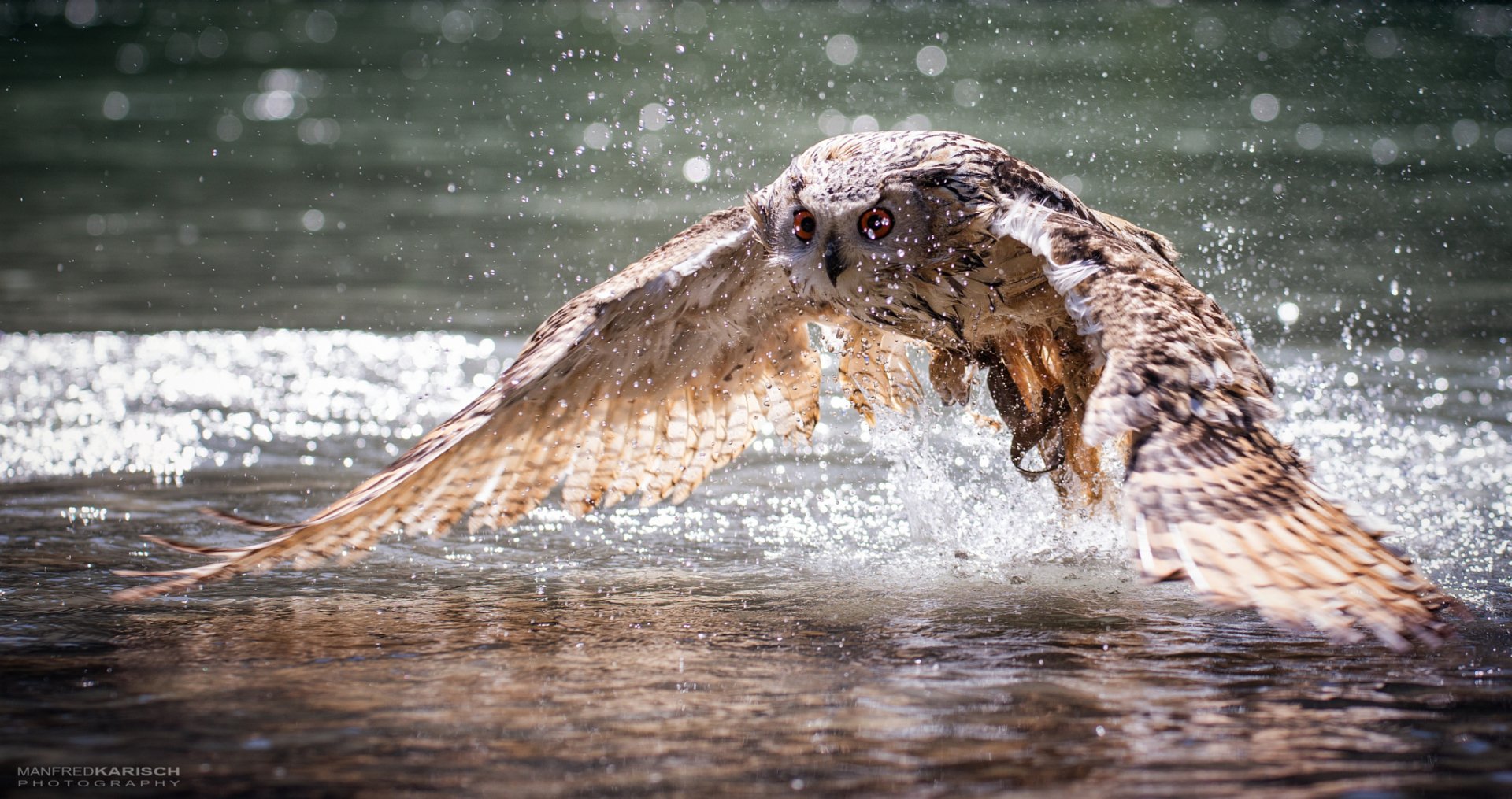 HD desktop wallpaper of an owl skimming water with wings spread, captured mid-motion splashing droplets, showcasing wildlife and nature’s beauty.