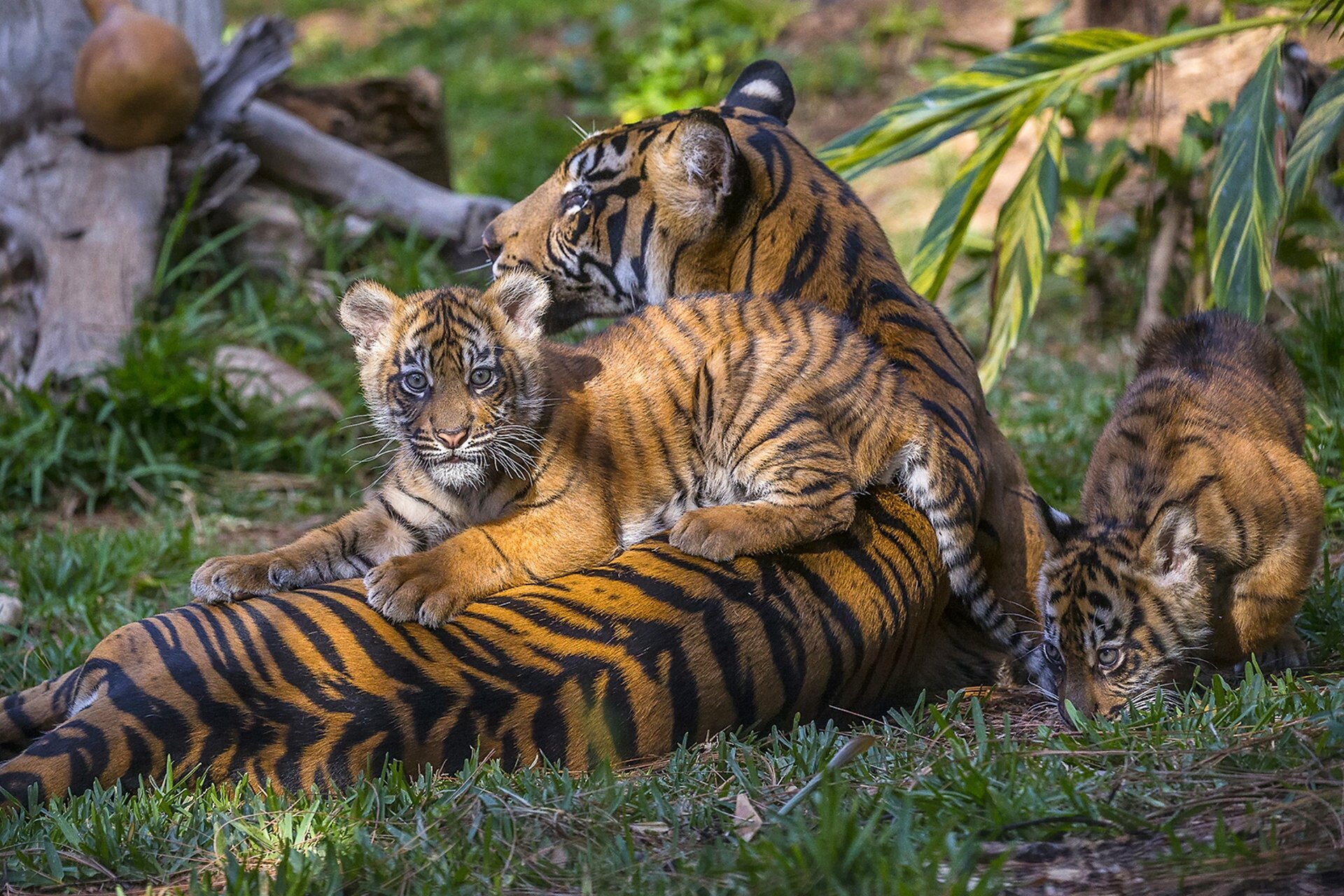 Тигр лень. Амурский тигр тигрица с тигрятами. Тигр с тигренком. Тигр тигрица и Тигренок семья. Амурский тигр с тигрятами.