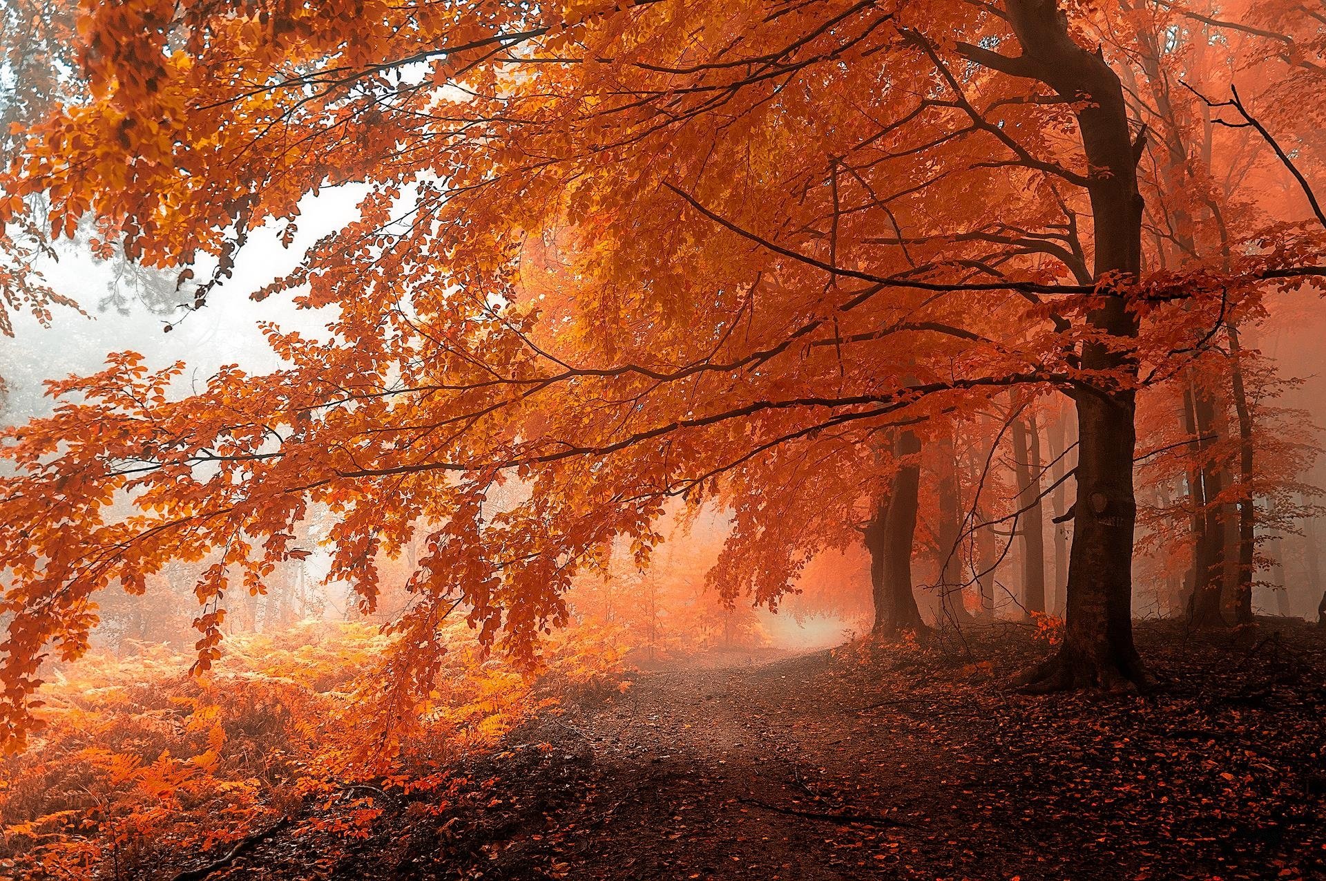 HD desktop wallpaper showing a serene forest path surrounded by vibrant orange autumn foliage and misty atmosphere.