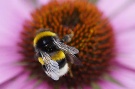 bumblebee flower Animal bee HD Desktop Wallpaper | Background Image