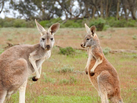 Two kangaroos, iconic Australian marsupials, stand alert in a grassy open field under a clear sky, captured in high definition for a PC desktop wallpaper.