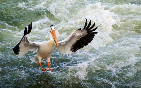 Animal Pelican Birds Pelicans Bird Foam HD Wallpaper | Background Image