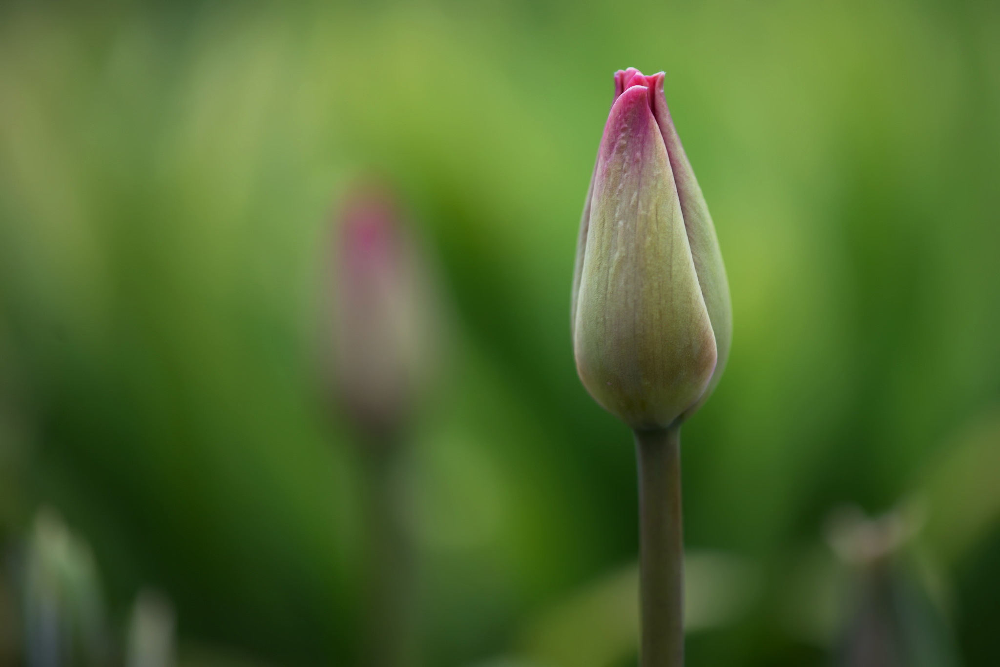 Nature Tulip HD Wallpaper