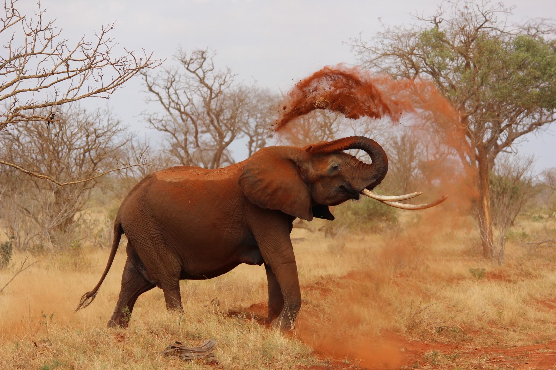 Elephant in Kenya Africa by Kirsi Kataniemi