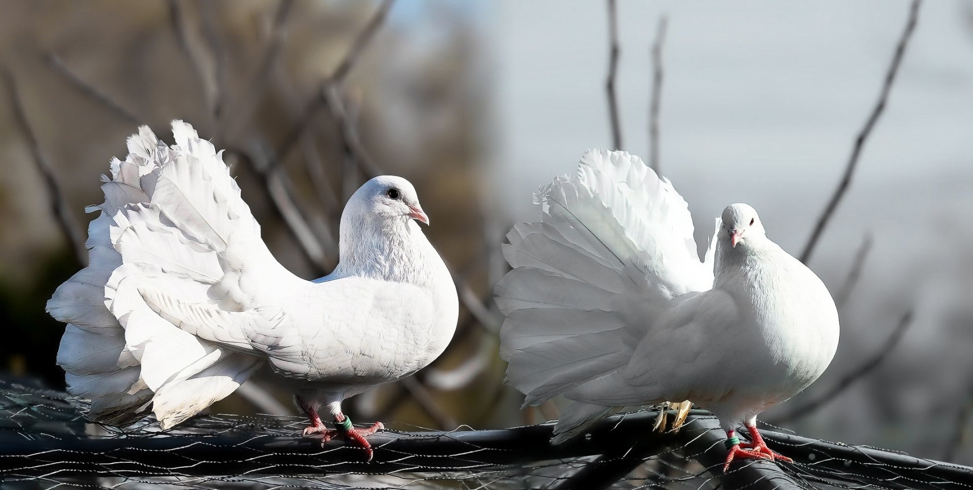 A stunning HD desktop wallpaper featuring two elegant white pigeons, showcasing their beautiful plumage and vibrant stance against a blurred natural background.