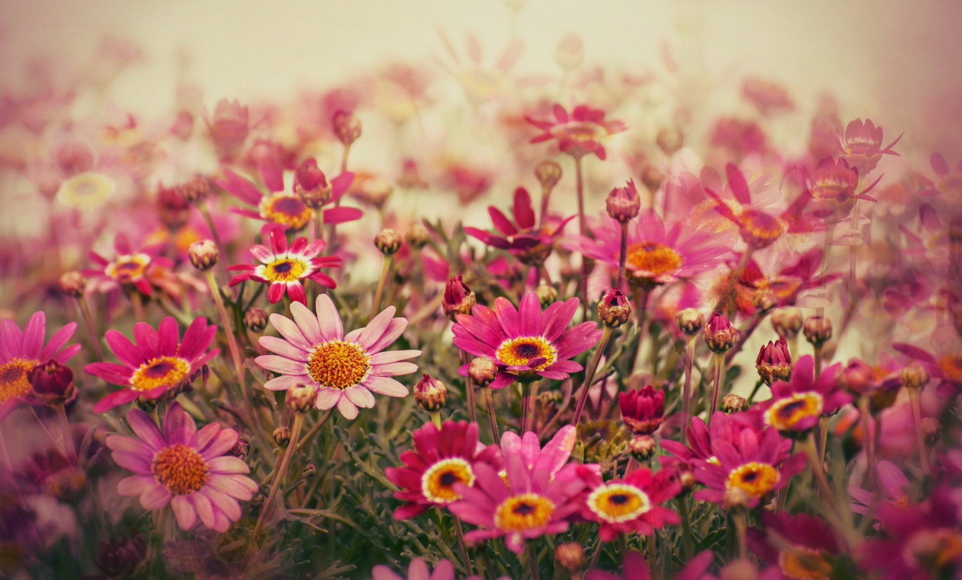 Download Pink Flower Nature Flower Daisy HD Wallpaper