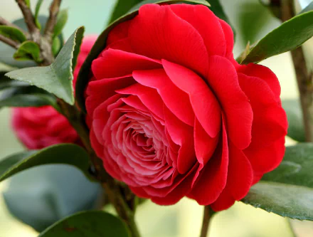 red flower flower nature camellia HD Desktop Wallpaper | Background Image