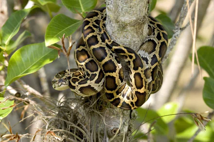 A python snake coiled around a tree branch, blending with the foliage in an ambush pose, captured in HD as a reptile animal wallpaper background.