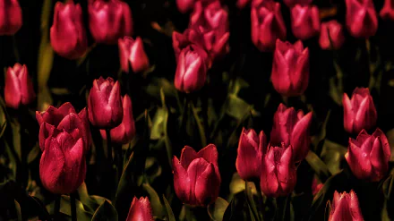 red flower nature flower tulip HD Desktop Wallpaper | Background Image