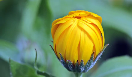 A close-up of a vibrant yellow marigold flower against a soft green background, showcasing its delicate petals and natural beauty. An inviting HD wallpaper for nature enthusiasts.