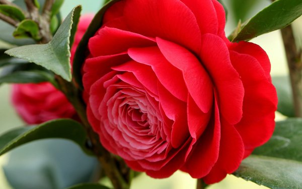 Earth Camellia Flowers Flower Red Flower HD Wallpaper | Background Image
