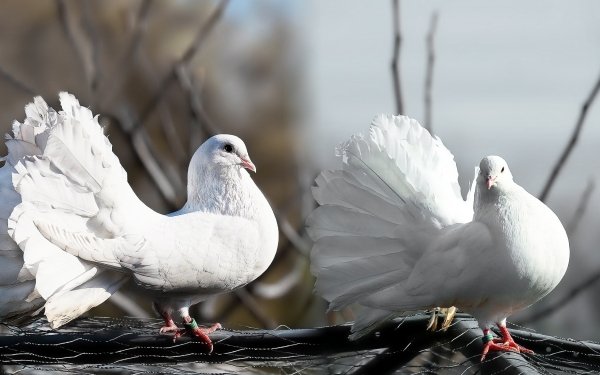 Animal Pigeon Birds Columbidae Bird HD Wallpaper | Background Image