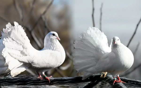 A stunning HD desktop wallpaper featuring two elegant white pigeons, showcasing their beautiful plumage and vibrant stance against a blurred natural background.