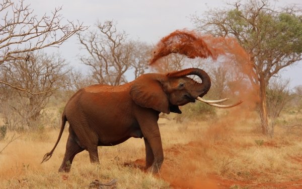 Animal African bush elephant Elephants Mammal HD Wallpaper | Background Image
