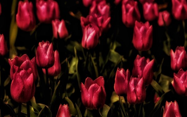 Earth Tulip Flowers Flower Nature Red Flower HD Wallpaper | Background Image