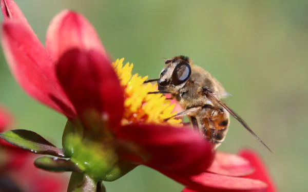 macro red flower insect Animal hoverfly HD Desktop Wallpaper | Background Image