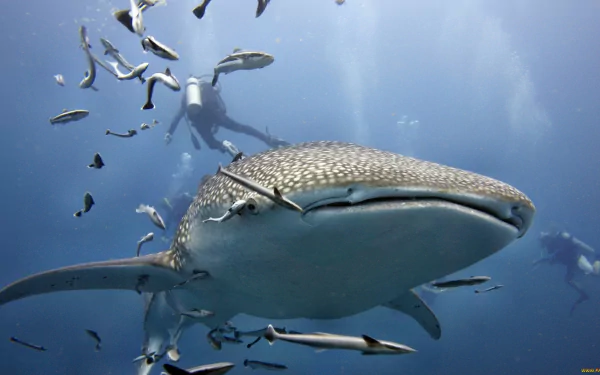 scuba diver diver fish Animal whale shark HD Desktop Wallpaper | Background Image
