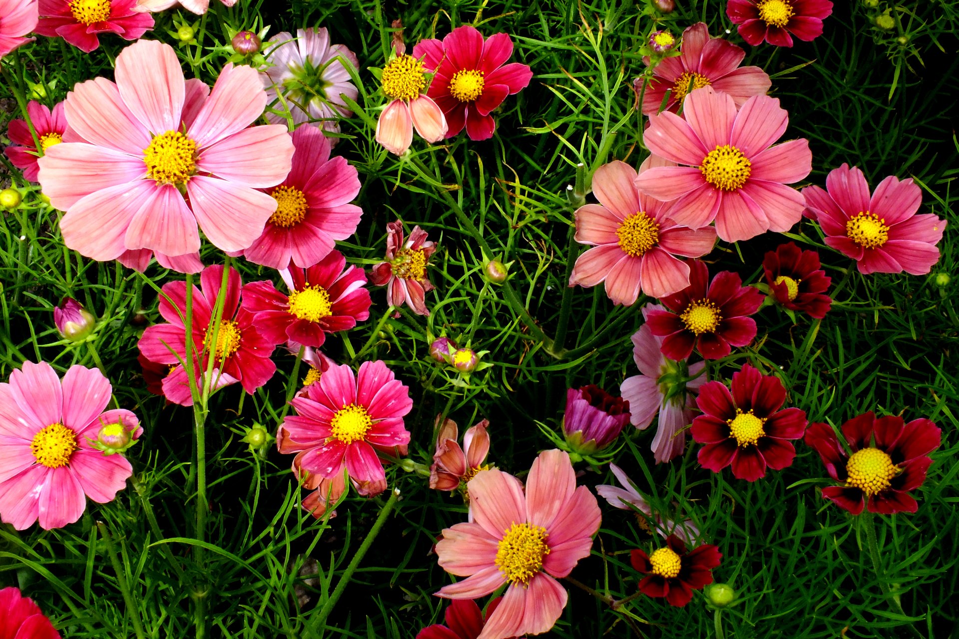 Download Purple Flower Grass Pink Flower Flower Nature HD Wallpaper ...