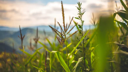 HD desktop wallpaper showing a close-up view of a cornfield under a soft, cloudy sky with distant hills in the background, capturing nature and food elements.