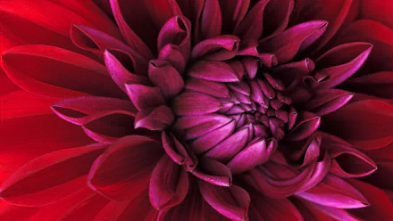 A stunning close-up of a red dahlia flower, showcasing vibrant magenta and purple hues, set against a smooth background, making for an eye-catching HD desktop wallpaper.