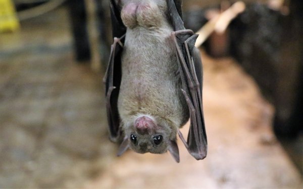 Animal Bat Birds Bats HD Wallpaper | Background Image