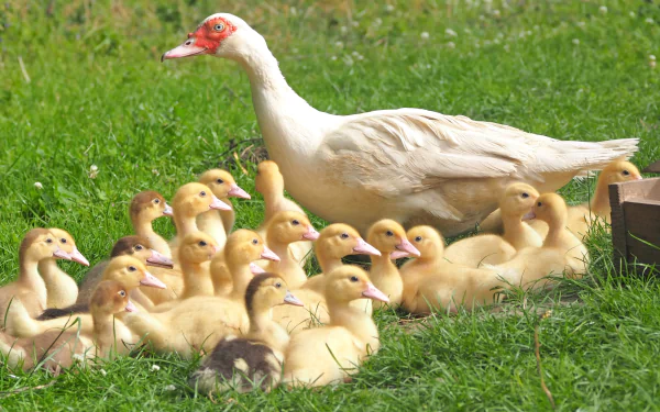  Muscovy duck and her ducklings by luis-e