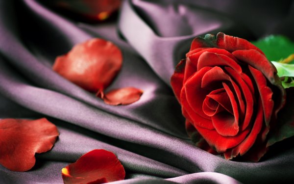 430+ 4K Ultra HD Rose Wallpapers | Background Images