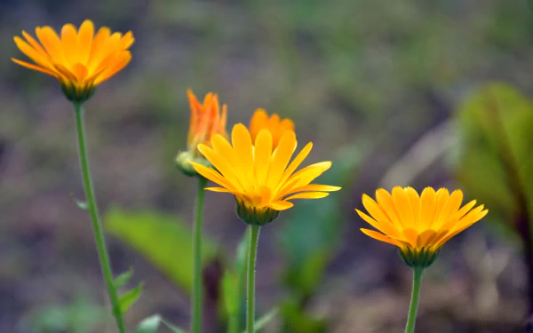 A vibrant display of marigold flowers in yellow, capturing the essence of nature in stunning 4K Ultra HD, creating a lively and cheerful backdrop.