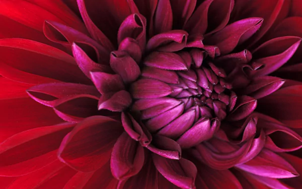 A stunning close-up of a red dahlia flower, showcasing vibrant magenta and purple hues, set against a smooth background, making for an eye-catching HD desktop wallpaper.