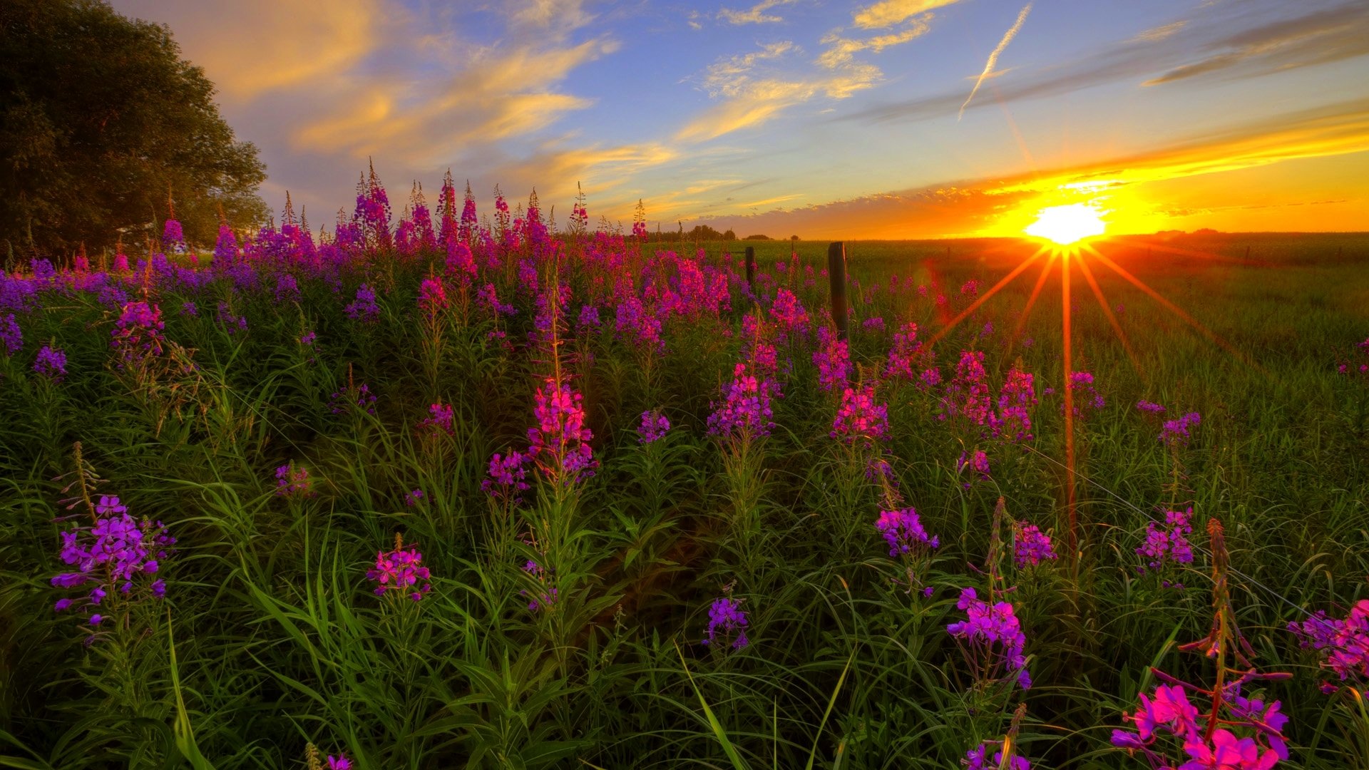 Download Purple Flower Sun Sunrise Flower Landscape Nature Field HD ...