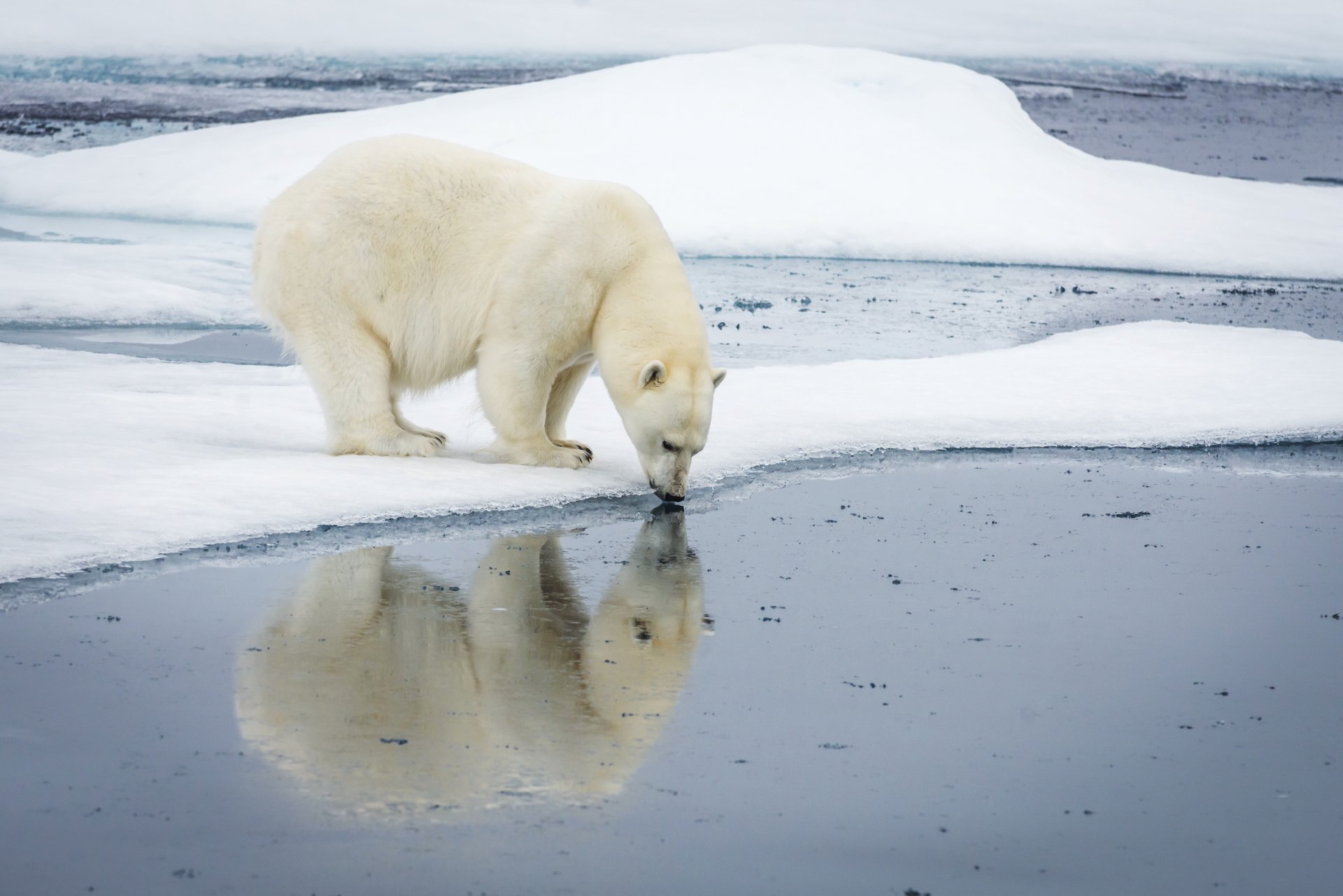 Download Water Snow Lake Drinking Reflection Ice Bear Animal Polar Bear  4k Ultra HD Wallpaper
