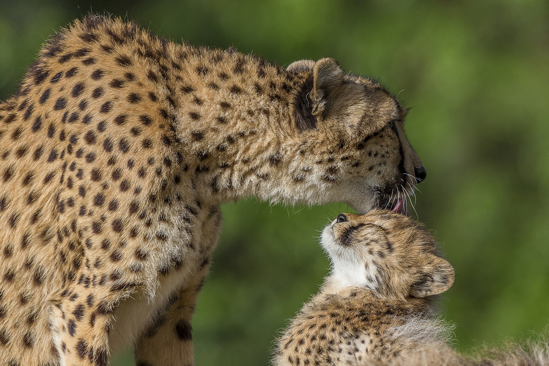 HD PC desktop wallpaper: cheetah cub nuzzling an adult cheetah, spotted animals sharing an affectionate moment against a soft green background.