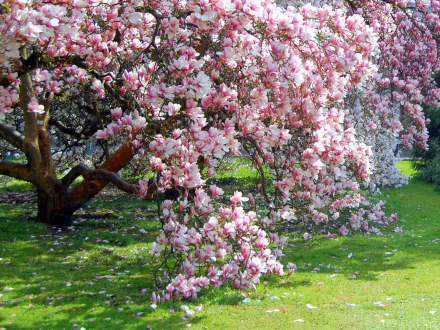 A stunning magnolia tree in full bloom, showcasing vibrant pink blossoms against a lush green background, perfect for nature lovers and a serene desktop wallpaper.