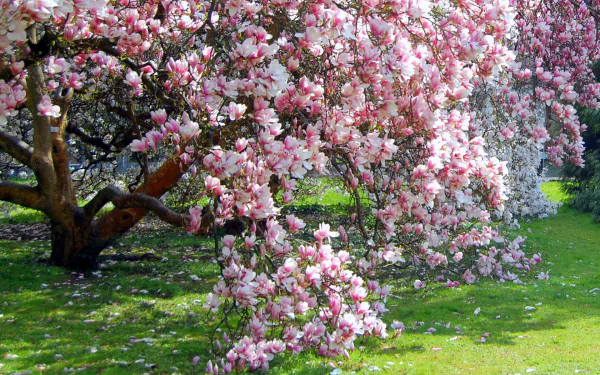A stunning magnolia tree in full bloom, showcasing vibrant pink blossoms against a lush green background, perfect for nature lovers and a serene desktop wallpaper.