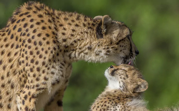 cub Animal cheetah HD Desktop Wallpaper | Background Image