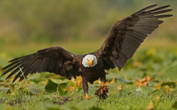 Animal Bald Eagle Birds Eagles Eagle Bird HD Wallpaper | Background Image