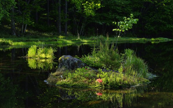 Nature Lake Lakes Pond Plant HD Wallpaper | Background Image