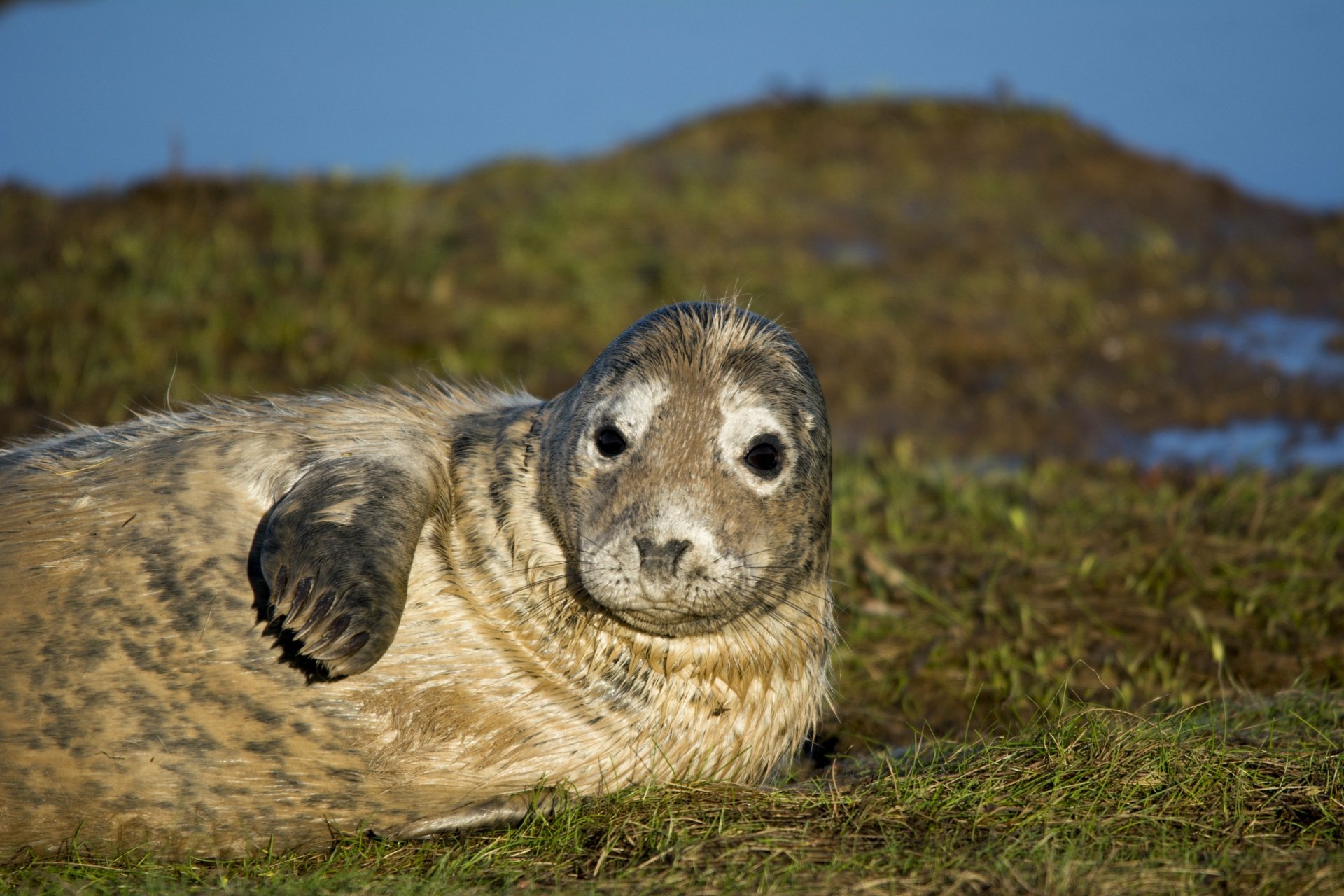 4K Ultra HD PC desktop wallpaper featuring a close-up of a seal resting on grassy land with a blurred natural background.