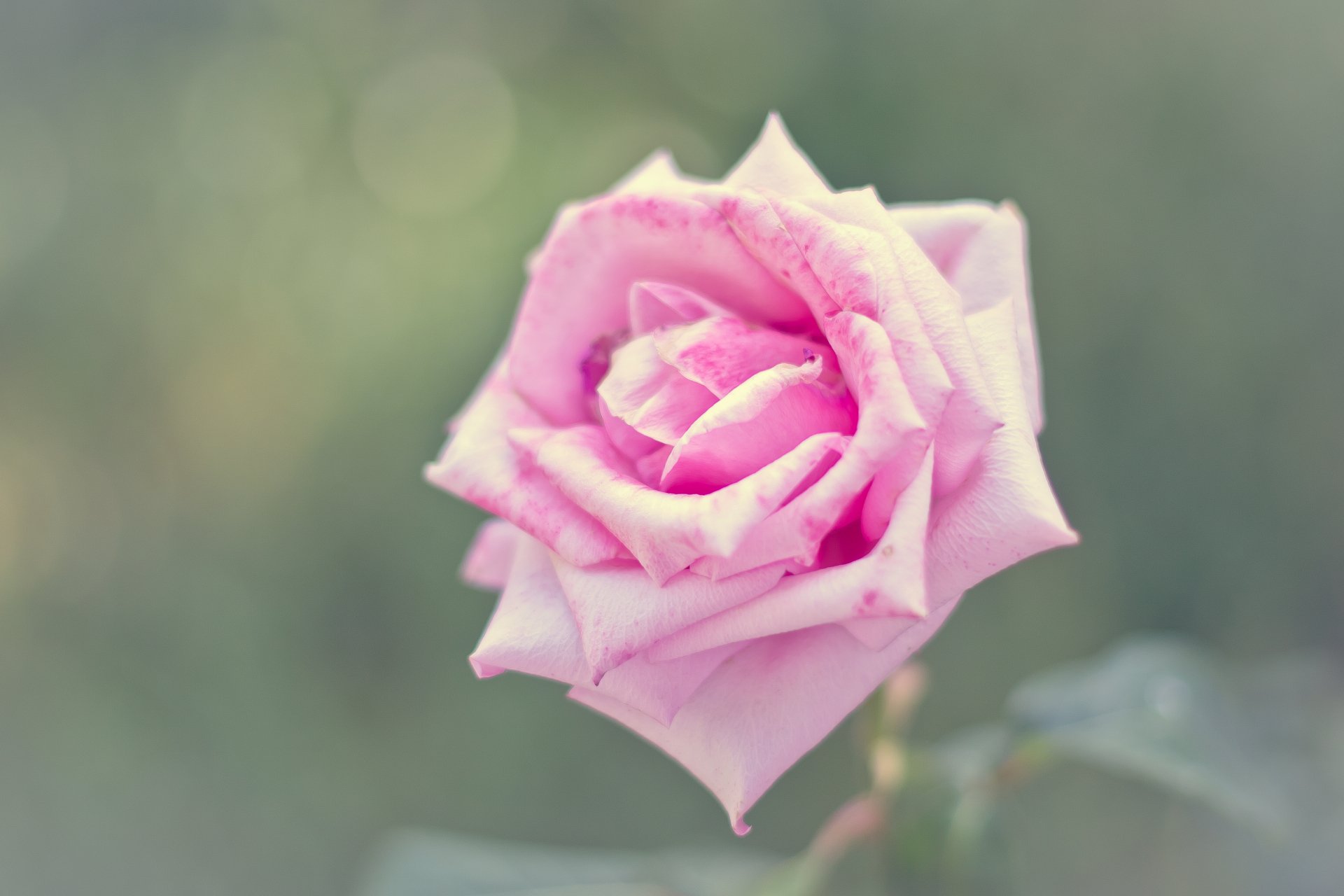 Download Nature Pink Flower Bokeh Close-up Flower Rose 4k Ultra HD ...