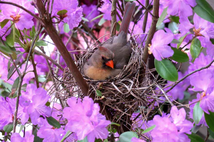 Female cardinal tucked in a twig nest surrounded by vivid purple flowers — 5K Ultra HD PC desktop wallpaper/background.