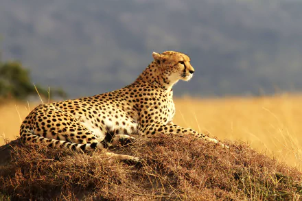 resting Animal cheetah HD Desktop Wallpaper | Background Image