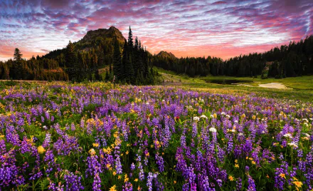 HD PC desktop wallpaper: purple wildflowers carpet a mountain meadow with forested slopes and Mount Rainier beneath a colorful dawn sky.